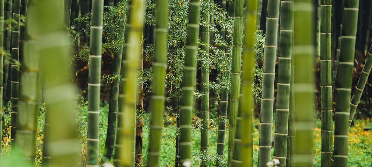 Bambou : plantation, culture et entretien