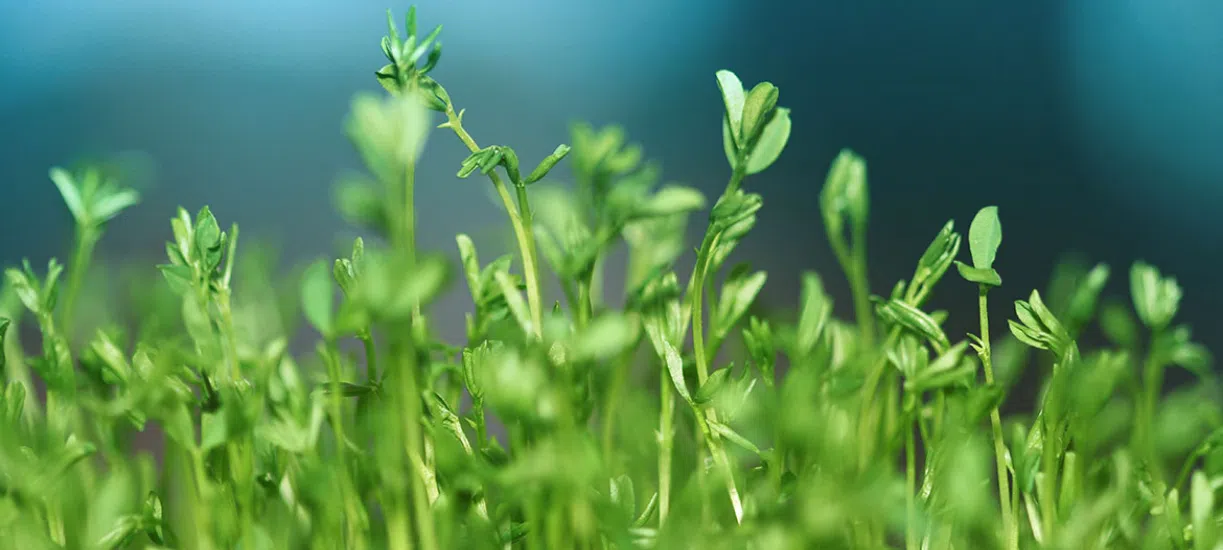 Cmonjardinier vous propose des végétaux à planter au printemps.