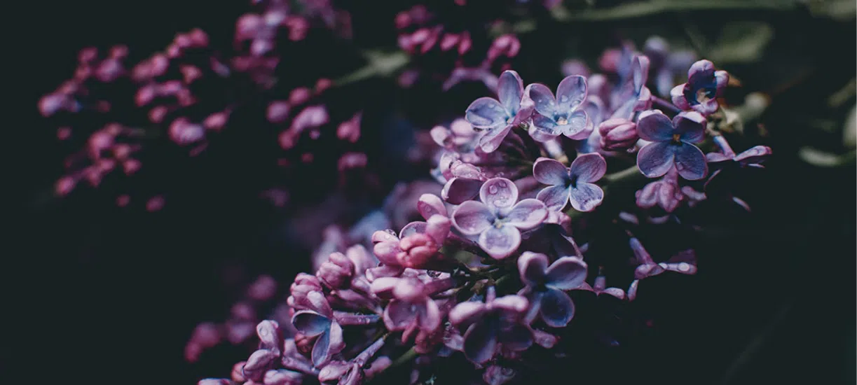 Cmonjardinier vous conseille sur le bouturage des lilas.