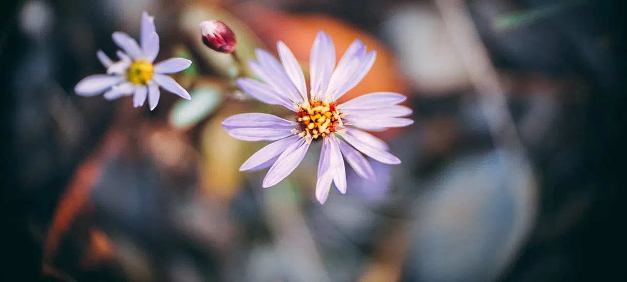 Connaissez-vous les différents types de fleurs annuelles ? Cmonjardinier vous dit tout.