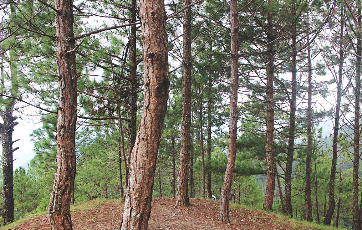 chauler les arbres