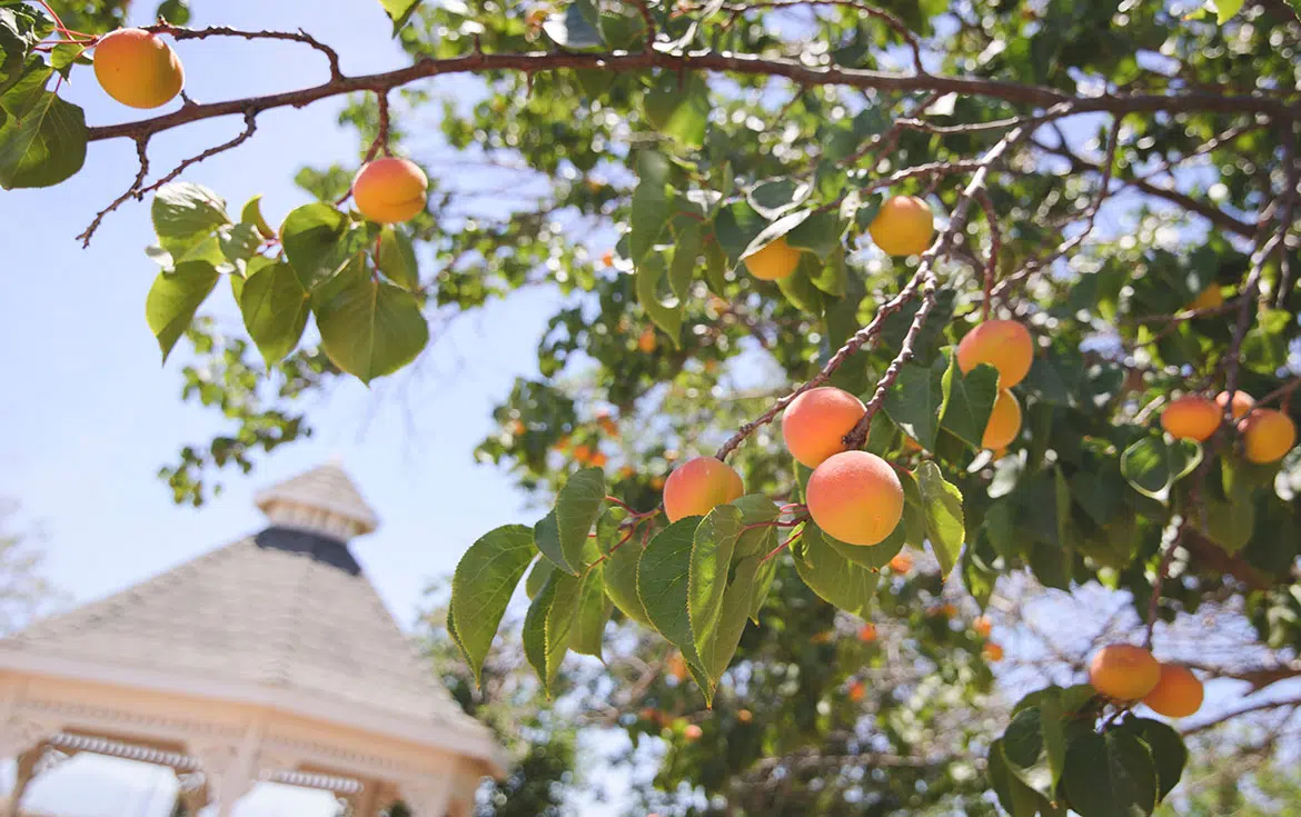 pour de beaux fruits effectuez le traitement des abricotiers adapté et biologique