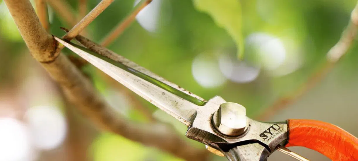 La taille en vert des arbres fruitiers.