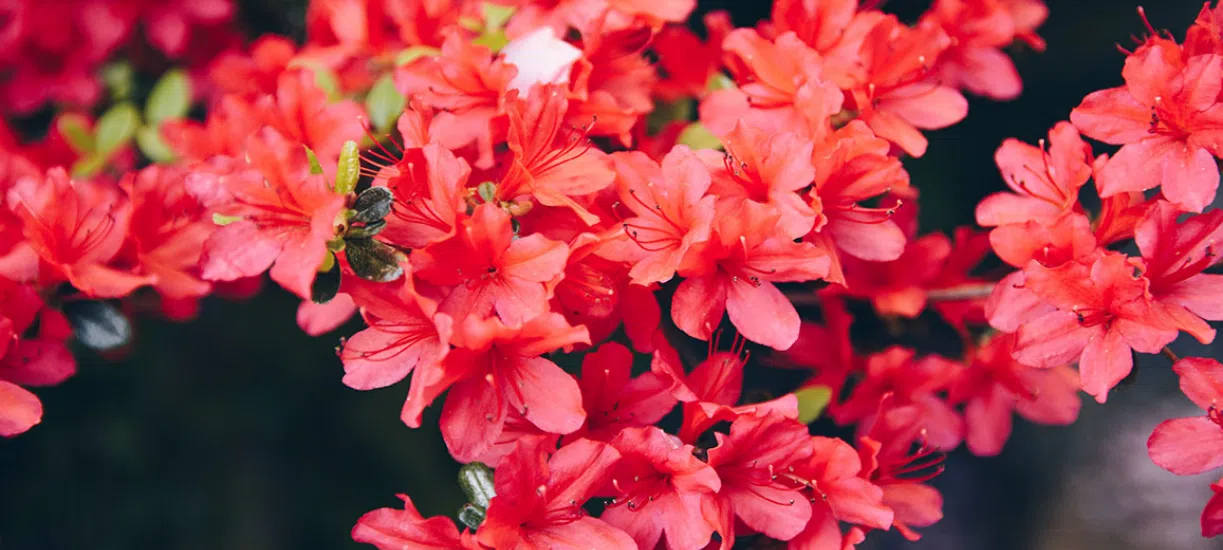 Quelles plantes choisir sur sols humides ?