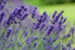 Lavandula angustifolia Hidcote