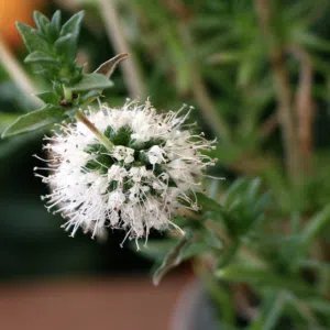 Mentha cervina