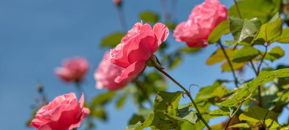 Cmonjardinier vous explique comment faire une bouture de rosier.