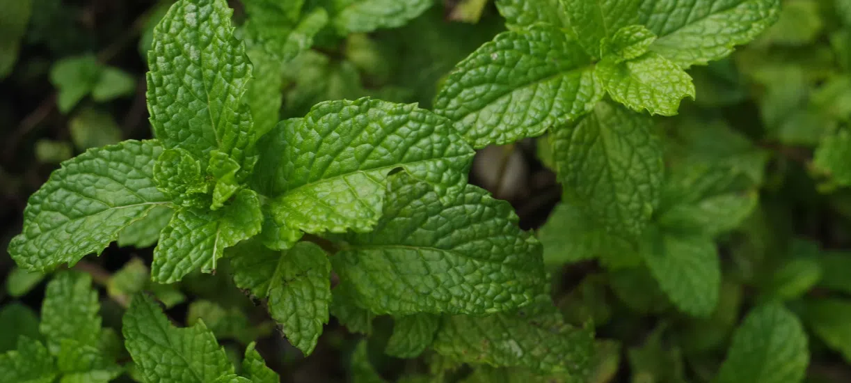 Cmonjardinier vous explique comment cultiver la menthe.