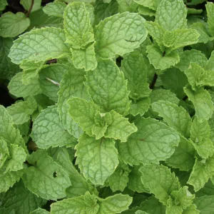 Mentha spicata