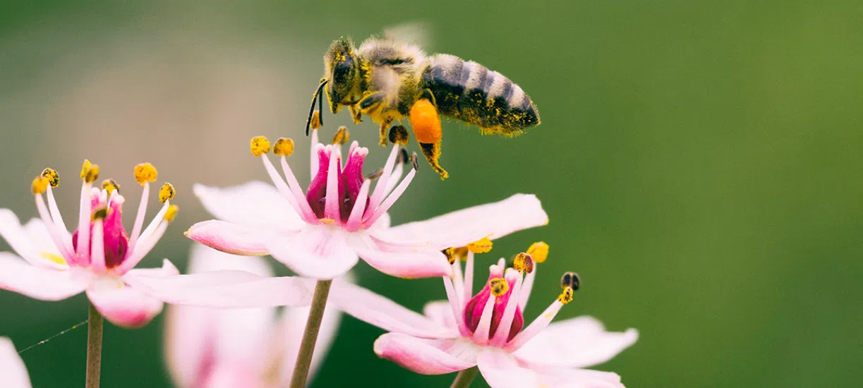 Comment attirer les pollinisateurs dans votre jardin