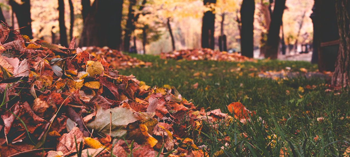 Paysage D'automne De Forêt Mixte Avec Arbuste De Sous-bois De