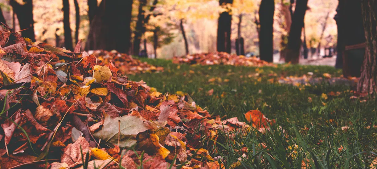 Le ramassage des feuilles mortes, nos conseils.