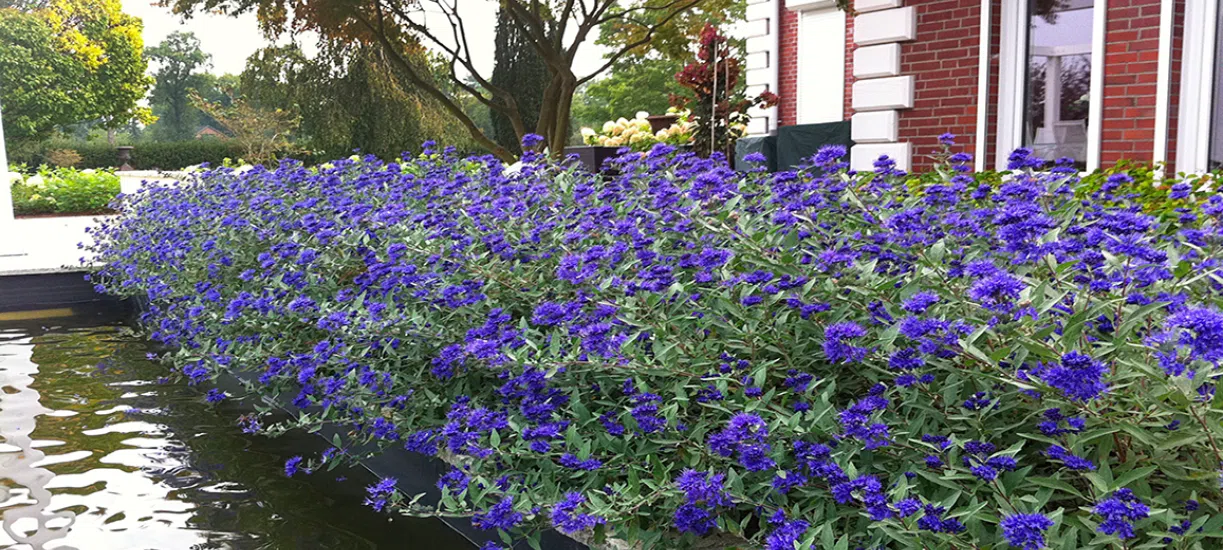 La floraison du caryopteris.