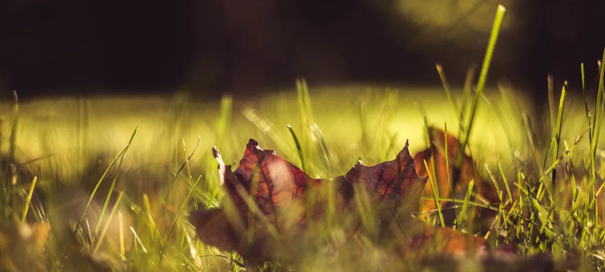 L'entretien de la pelouse en automne.