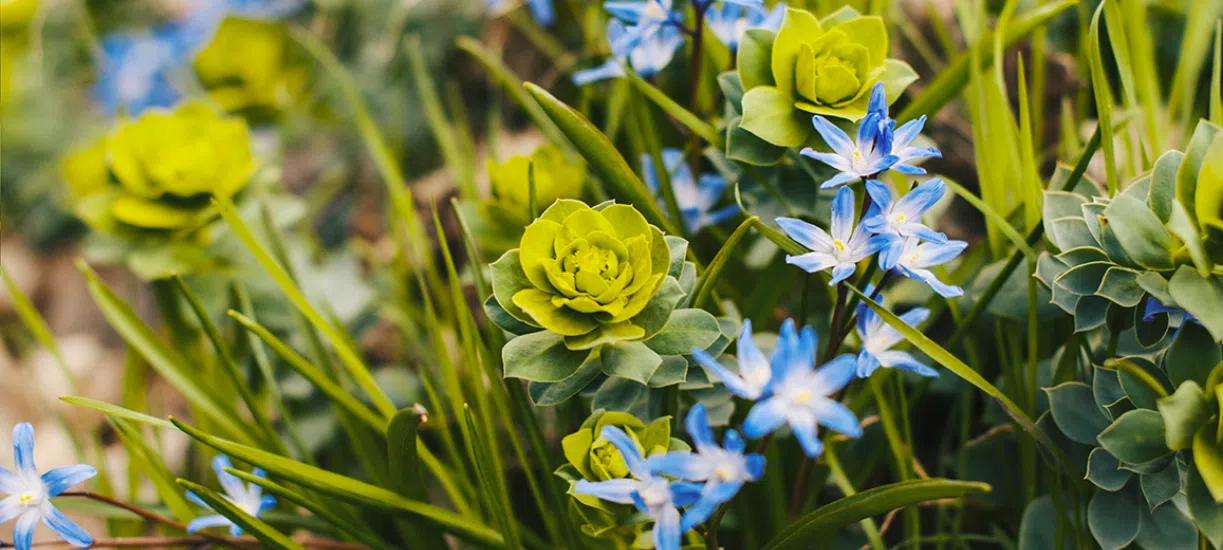 Cmonjardinier vous explique comment cultiver l'euphorbe