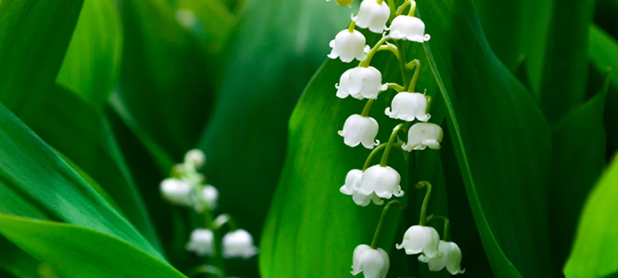 Savez-vous quand planter le muguet? Ou encore comment l'entretenir ? Cmonjardinier vous explique tout et vous fait un point d'histoire sur cette tradition française.