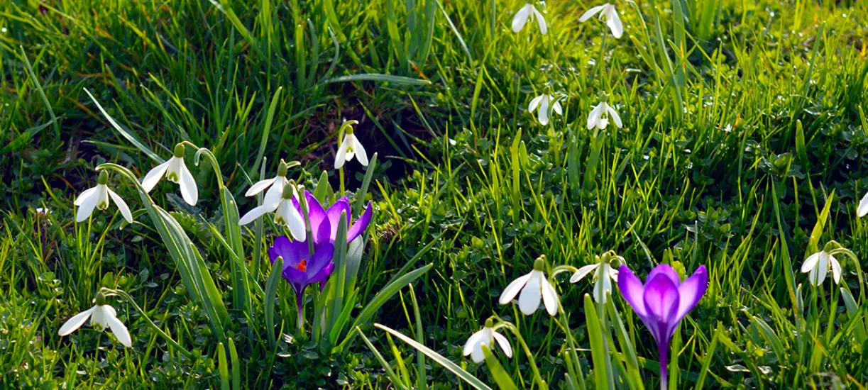 Comment nettoyer son jardin au printemps? Cmonjardinier vous dit tout et vous conseille.