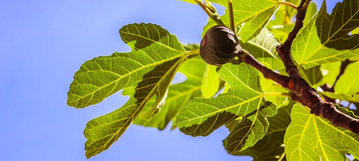 Savez-vous comment tailler un figuier ? Cmonjardinier vous donne conseils et astuces pour avoir un bel arbre fruitier.