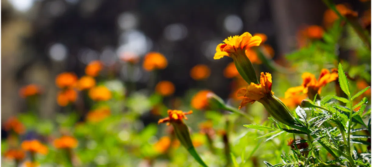 Le jardinage écoresponsable et artistique avec notre partenaire Kevin Feufeu. Il nous explique ses choix, ses valeurs et son travail tourné vers la nature et l'humain.