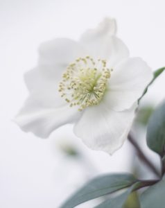 L'hellebore fait partie de la sélection fleurs et plantes de Noël de Cmonjardinier