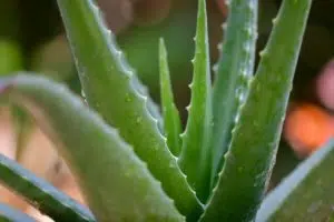 L'aloe cera, une des plantes d'intérieur faciles à entretenir