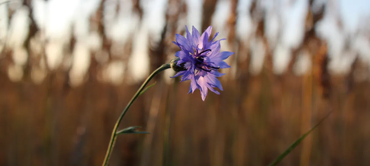 Connaissez-vous le bleuet et ses bienfaits ? Cmonjardinier vous en dit plus !