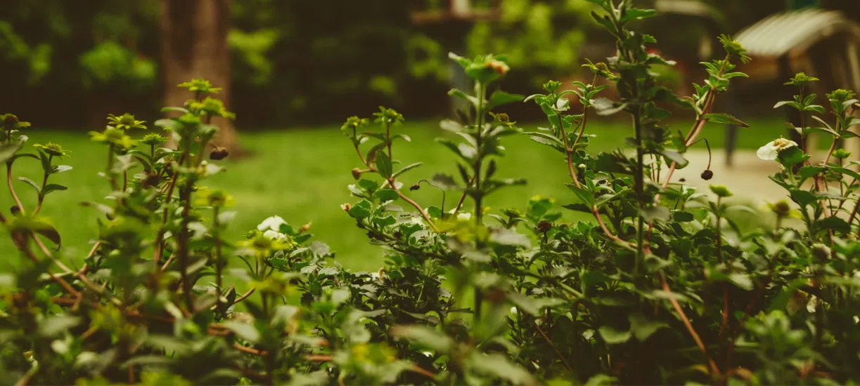 Quel matériel choisir pour une intervention dans le jardin d’un particulier ? Cmonjardinier vous dit tout.