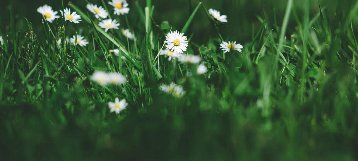 Comment désherber naturellement le jardin, Cmonjardinier vous dit tout.