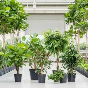 Plantes d'intérieur en entreprise