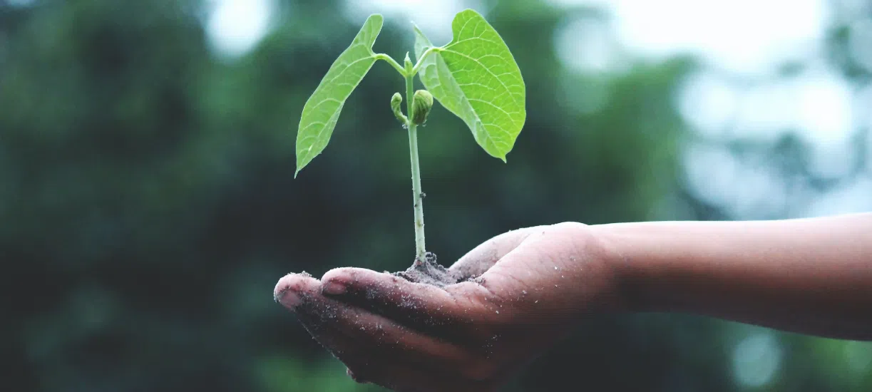 Cmonjardinier vous informe sur le fait d'avoir son propre potager.