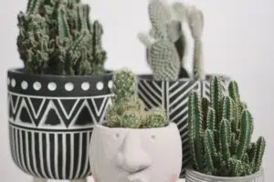 Trois petits cactus en intérieur