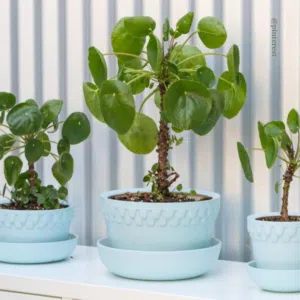 Le pilea en plante d'intérieur