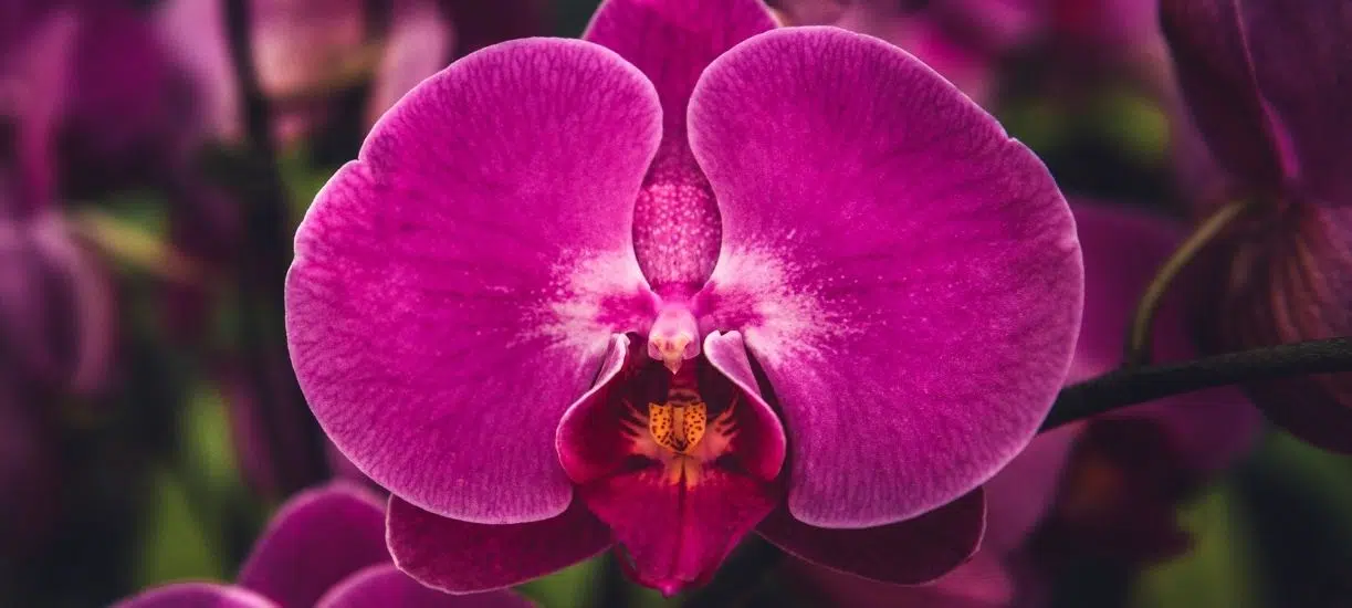 orchidée