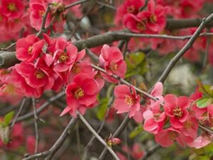 Le cognassier est une plante non gélive jusqu'à -25° particulièrement adaptée aux jardins de montagne