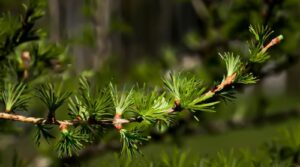 Mélèze endémique d'un jardin de montagne